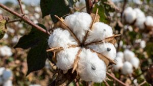 cotton